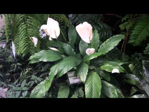 BlackBerry Z10 video sample II. - Mobilissimo.ro