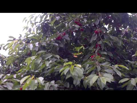 BlackBerry PlayBook video sample - Mobilissimo TV