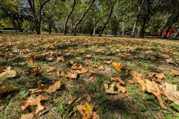 Google Pixel 9 Pro XL - Mostre Foto (ziua)