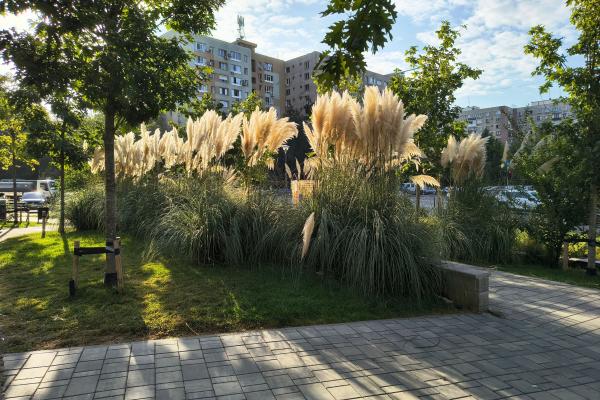 Motorola Edge 50 Neo - Mostre Foto (ziua)