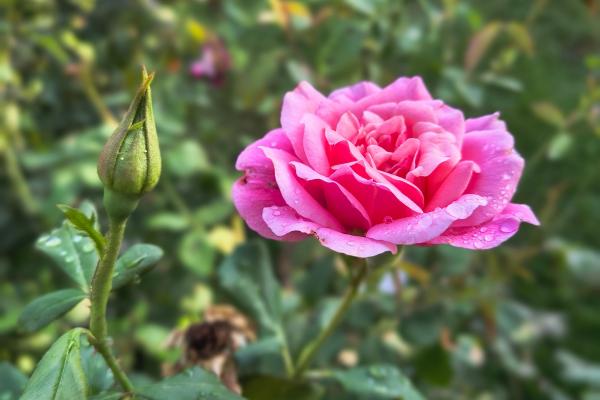 Motorola Edge 50 Neo - Mostre Foto