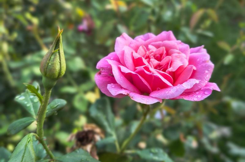 Motorola Edge 50 Neo - Mostre Foto: Motorola-edge-50-neo-culori_003.jpg