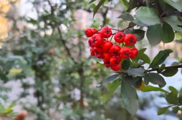 Redmi Note 15 Pro+ - Mostre bokeh: IMG_20251219_145654.jpg