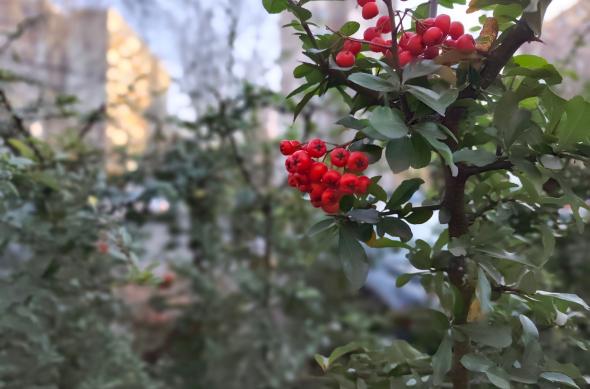 Redmi Note 15 Pro+ - Mostre bokeh: IMG_20251219_145700.jpg