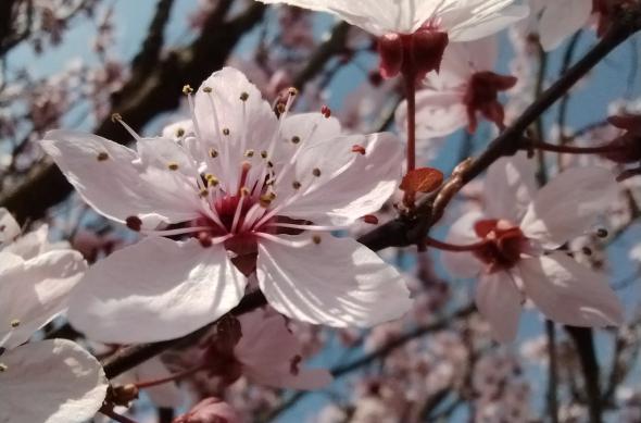 Huawei nova 9 SE - Mostre Foto (ziua): IMG_20220404_134554.jpg