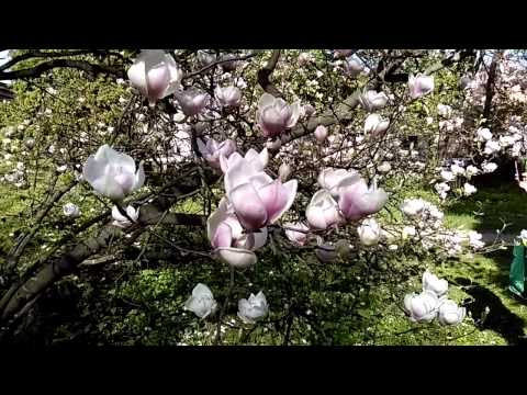 HTC Desire 820 video sample (HD, 1280x720px, 60 FPS) - Mobilissimo.ro