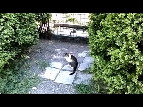 HTC Desire 820 slow motion video sample (768x432px, 24 FPS) - Mobilissimo.ro