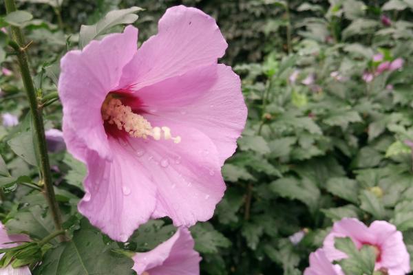 Sony Xperia M5 - Mostre Foto (ziua)
